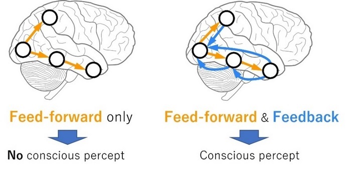 东京大学|强大双向连接的脑网络核心：新“脑图”精确定位动物大脑意识