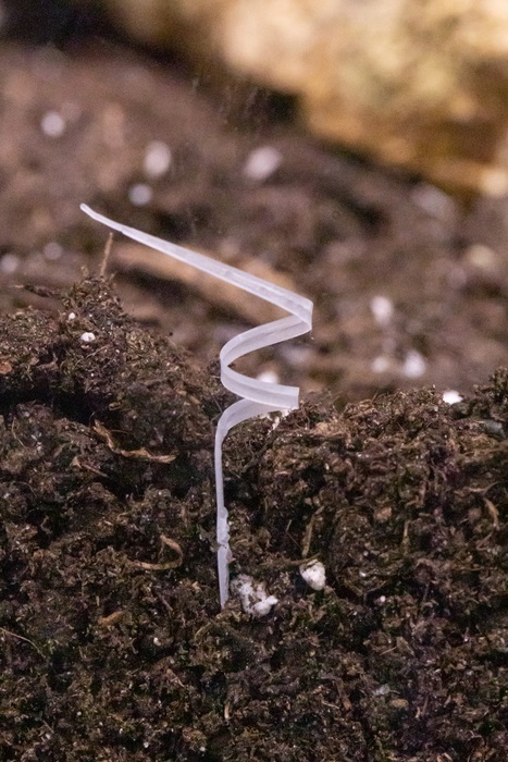 仿生种子机器人可监测土壤环境能改变形状以响应湿度