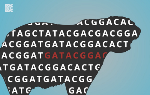 240种哺乳动物基因组“人畜共病项目”的测序比较揭示了人类基因组的独特性