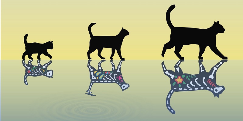 迄今最重“薛定谔的猫”出现有望催生更大更稳健量子比特