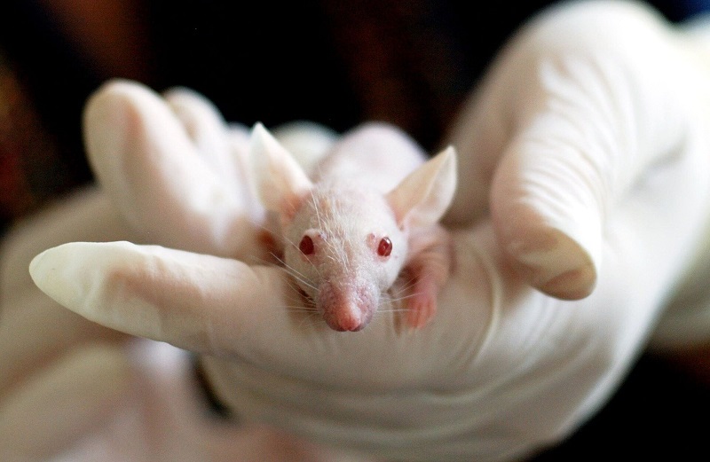 罕见遗传病的第一个人源化小鼠模型
