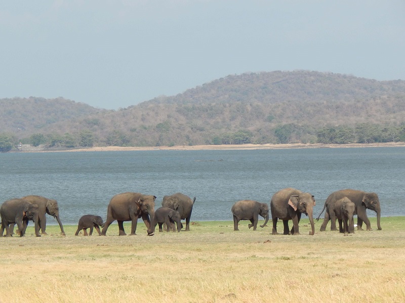 亚洲象适宜生态环境损失64%以上