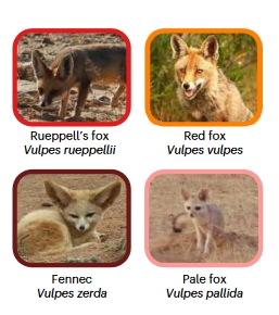 完整的测序揭示了沙漠动物的秘密，“基因渗透”让狐狸在干旱和炎热中生存