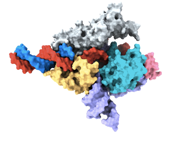 基因编辑技术增加了新的工具，首次揭示了真核生物中类CRISPR机制