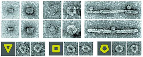 “折纸DNA”设计控制病毒组装
