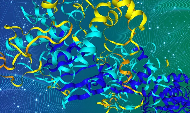 对比分析“阿尔法折叠”数据库，新算法揭示蛋白质进化秘密