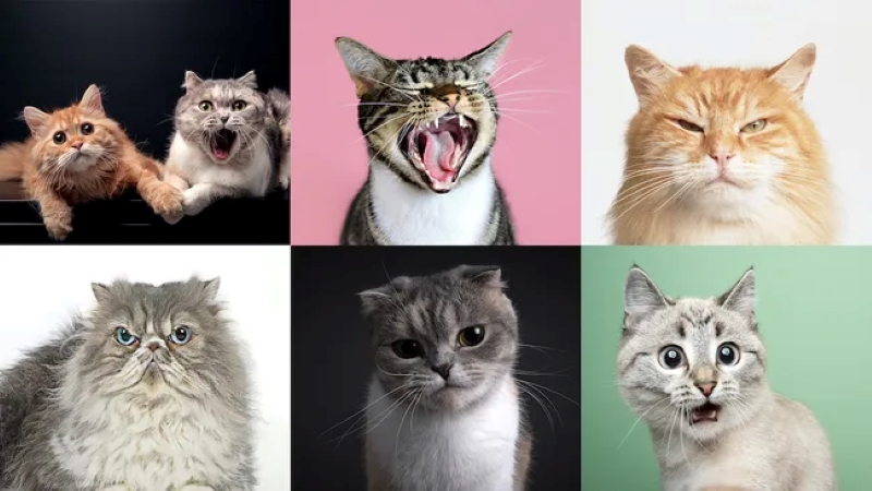 研究称猫有近300种面部表情