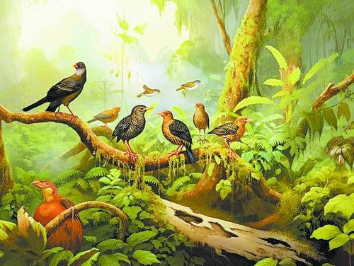 研究表明人类活动导致大规模鸟类灭绝