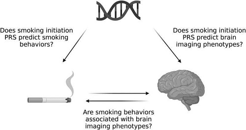 研究表明吸烟或导致大脑萎缩