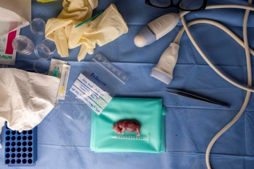 全球首例白犀牛体外受精胚胎移植成功，或助拯救仅存两只的北方白犀牛