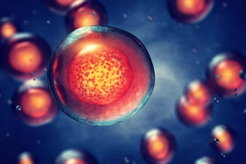 研究发现超1/5试验性干细胞存在致癌突变