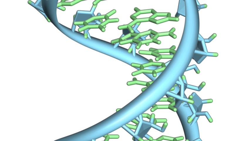 图片说明：前信使核糖核酸（mRNA）环。长寿突出显示的大脑是核碱基（绿色）和核糖磷酸骨架（蓝色）。 图片来源：维基百科