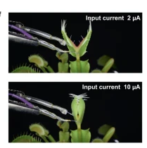 瑞典林雪平大学成功联通捕蝇草生物细胞与人工神经元