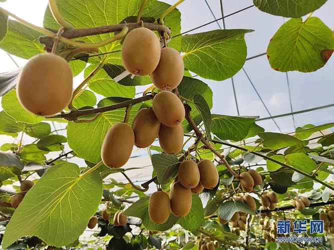中国重点保护1101种野生植物 猕猴桃资源首次被重点保护