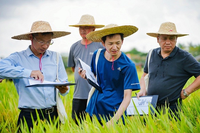360个南繁水稻新品种在三亚亮相