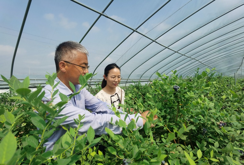 湖北武汉特早熟蓝莓新品种种植成功