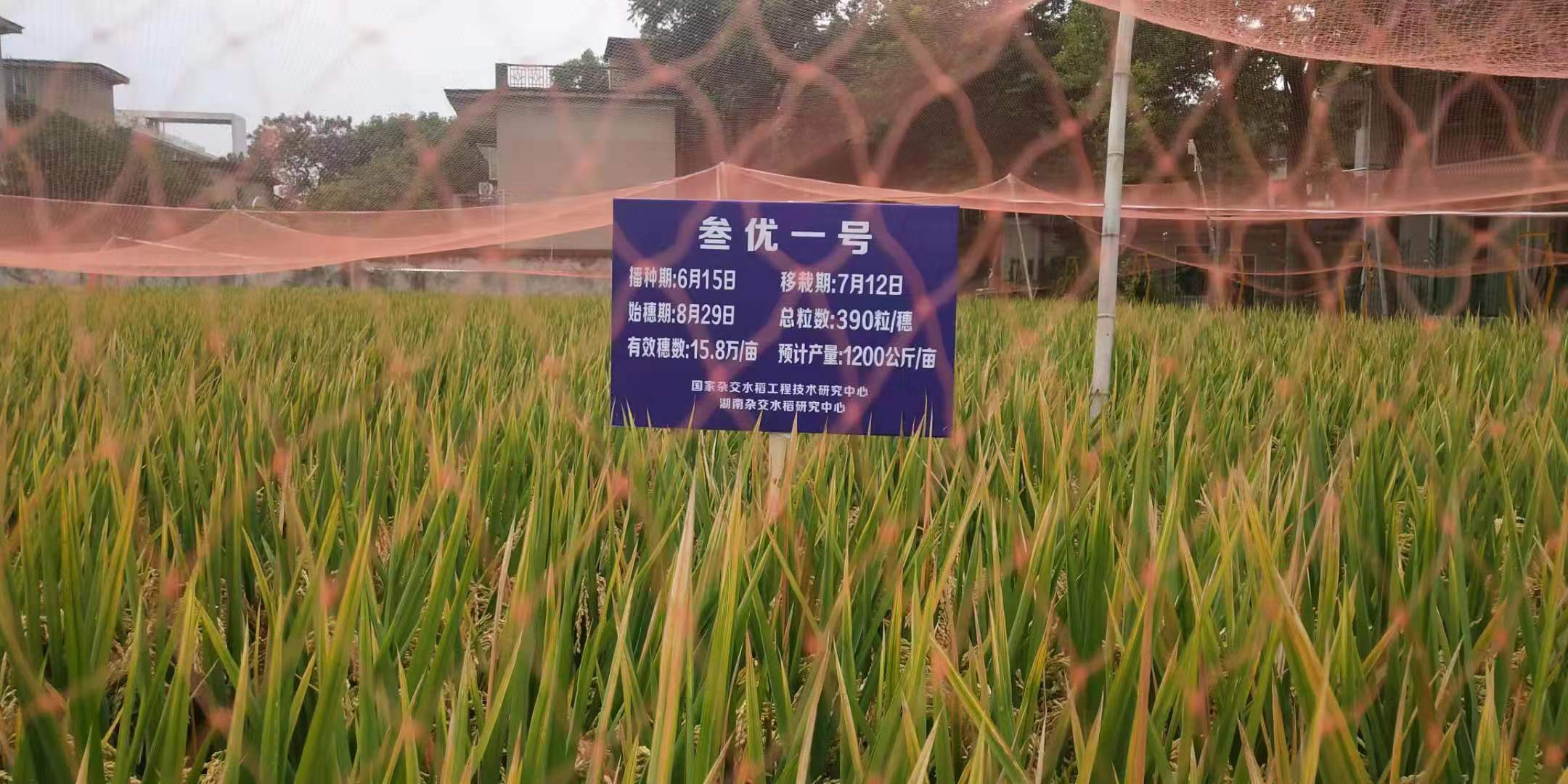 （川观新闻）在这片稻田里，看杂交稻如何实现机械化制种-四川农业大学新闻网