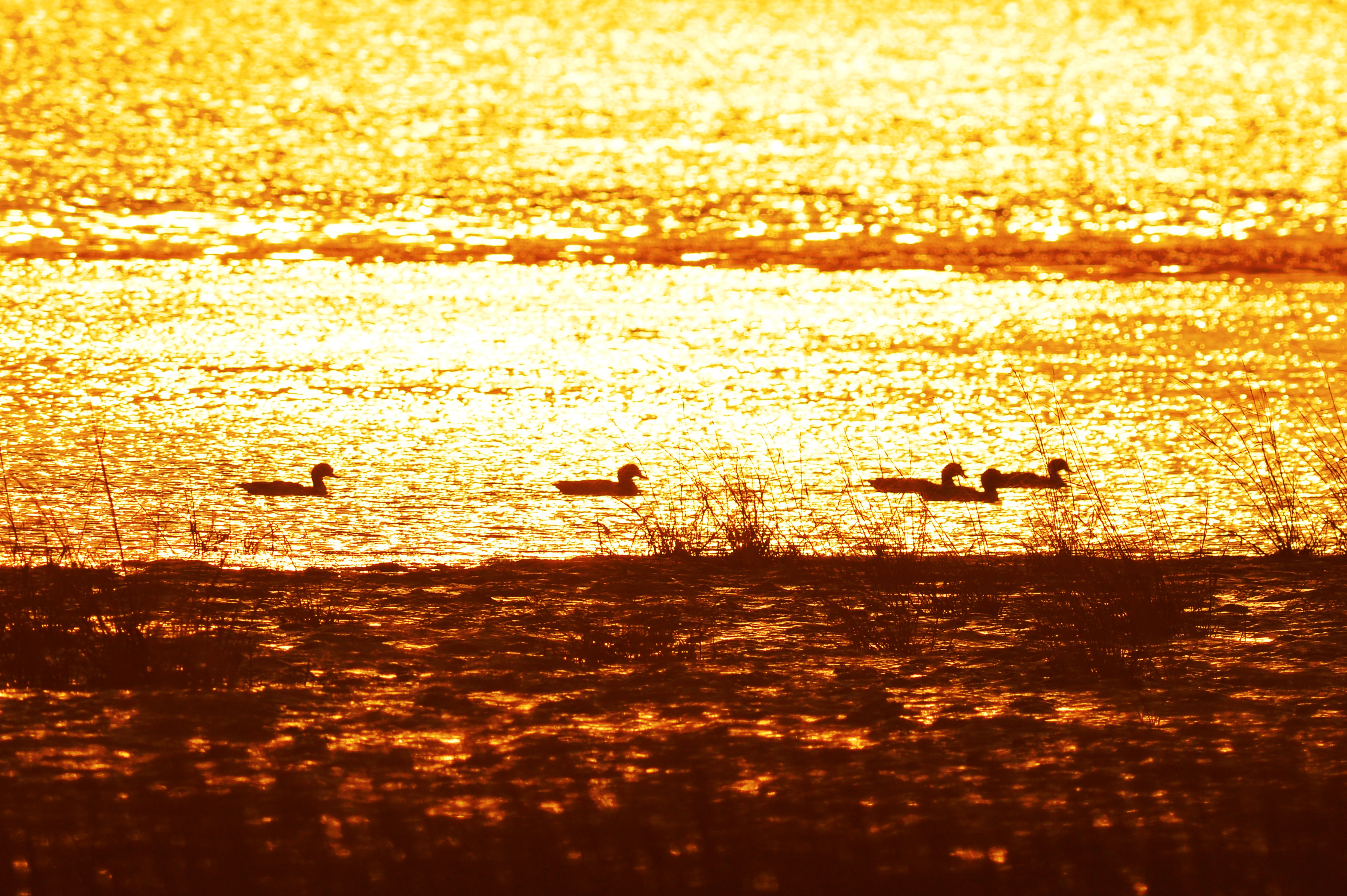 胶州湾国家级海洋公园：海鸟和渔舟正拨动春天的序曲