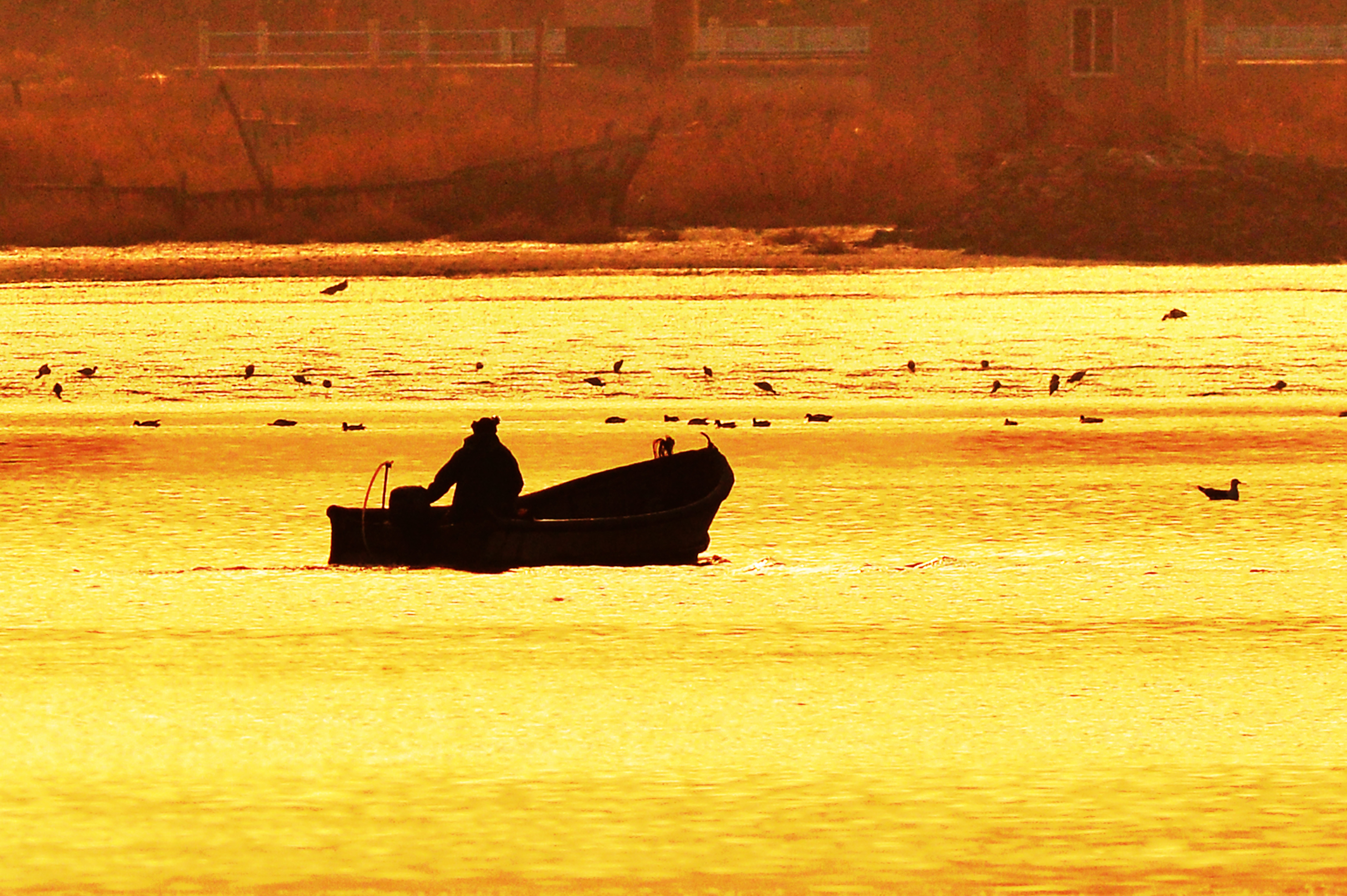 胶州湾国家级海洋公园：海鸟和渔舟正拨动春天的序曲