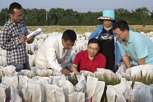 中国团队攻克小麦“科学堡垒”