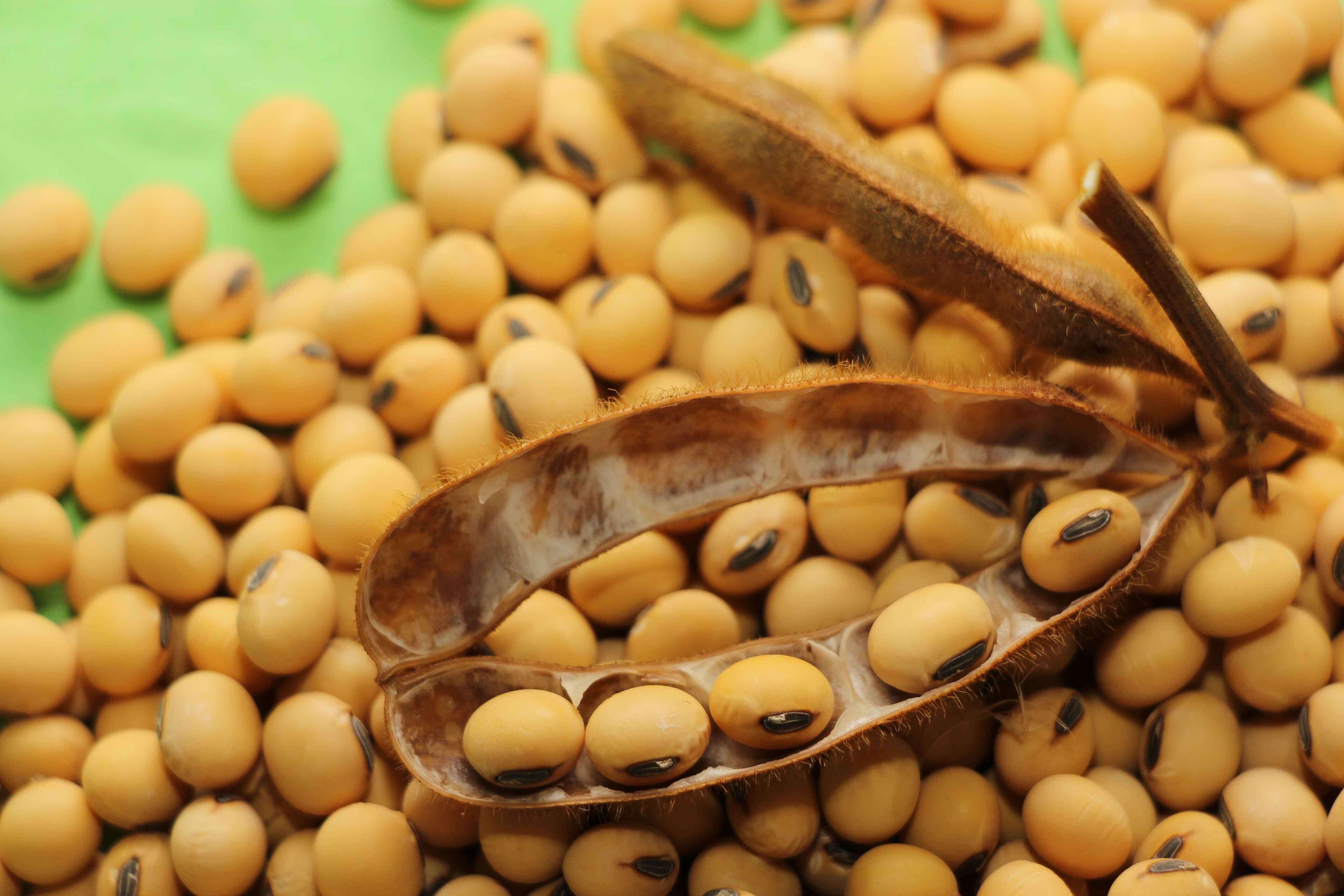 大黄豆 优质食用黄豆 食用大豆 超大粒 能发芽 生豆芽-阿里巴巴