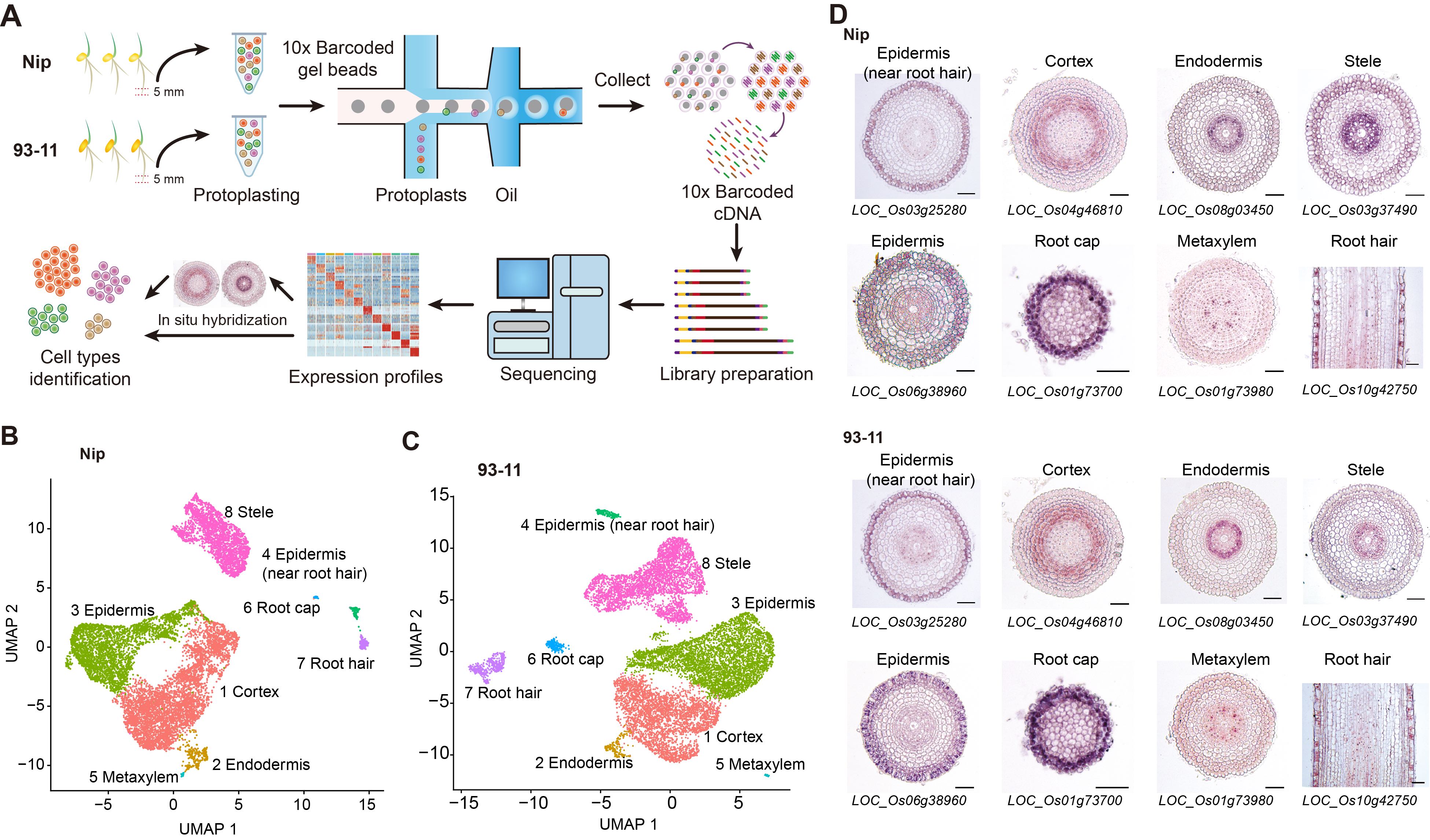 Cell阐述“人类癌症图谱网络”计划：以单细胞分辨率描绘癌症跨时空3D变化 – 测序中国