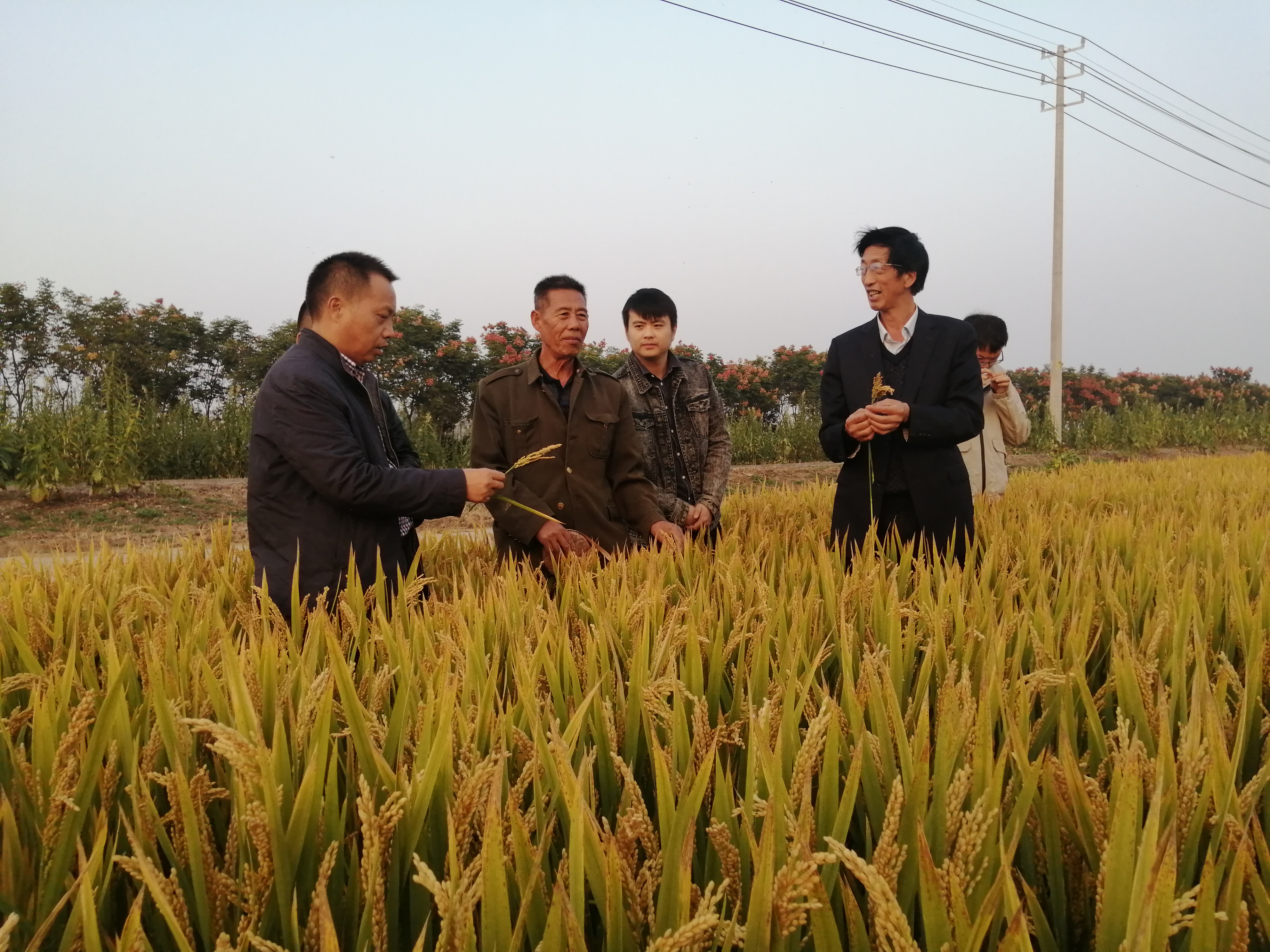 情系“三农”破难题，让稻麦产业走向优质高产