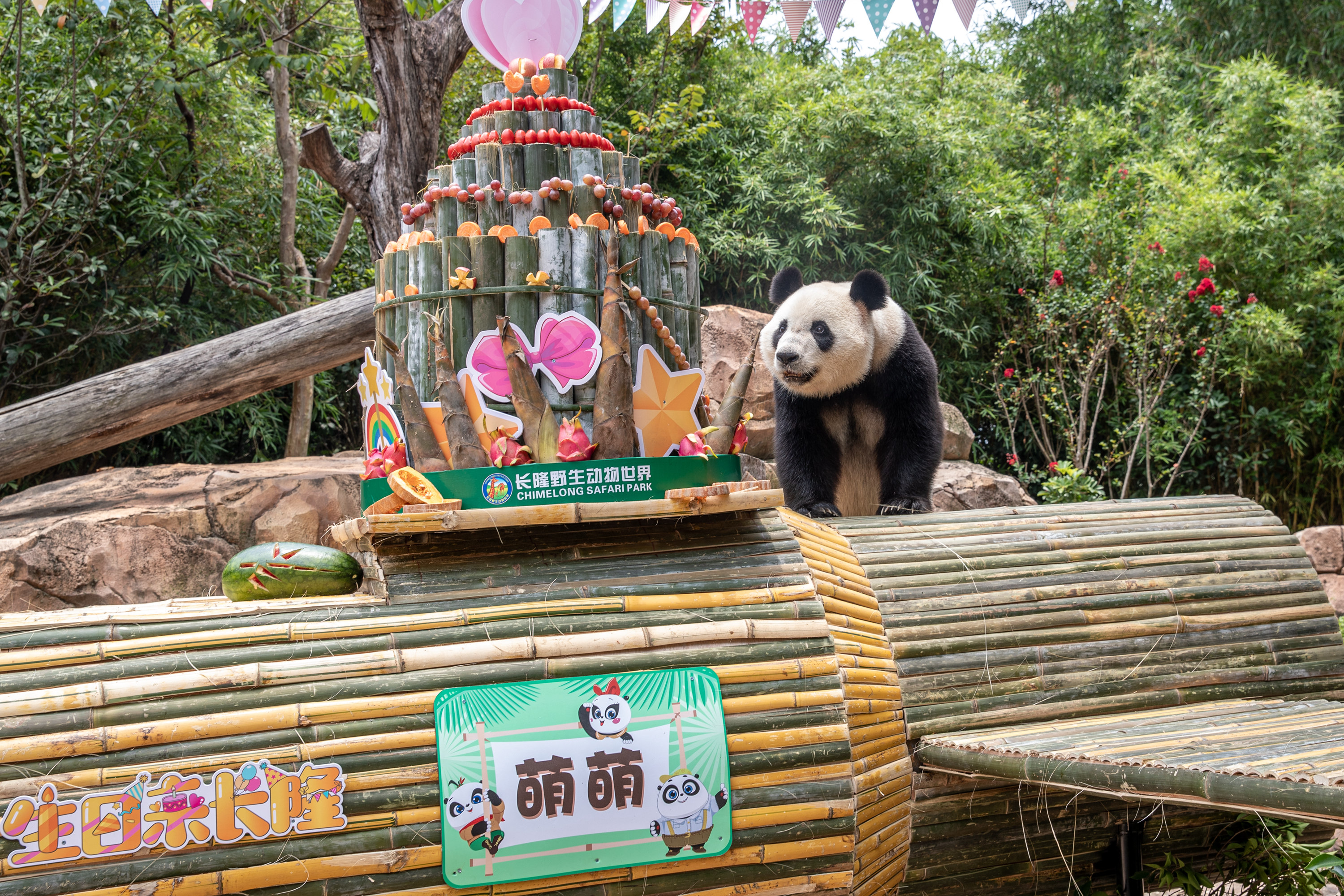 走向成年第一步！日本上野动物园双胞胎大熊猫与母亲分开生活_全球速报_澎湃新闻-The Paper