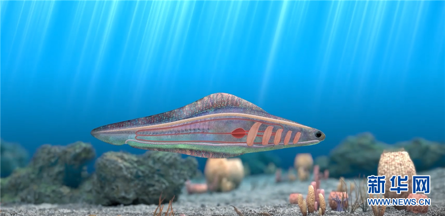 5.3亿年前的海洋生命长啥样？丨文化和自然遗产日