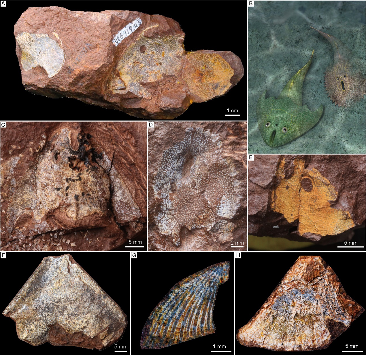 “从鱼到人”演化过程长达5亿年左右 化石揭秘人类演化史 - 西部网（陕西新闻网）