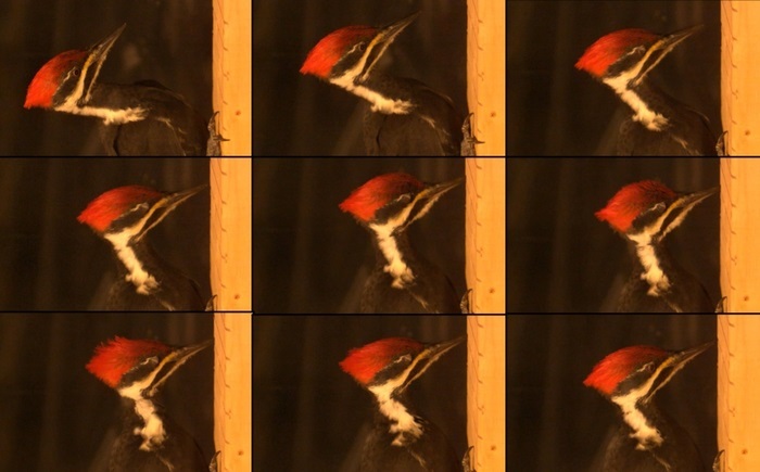 啄木鸟为什么不会脑震荡？比利时安特卫普大学最新发现驳传统理论