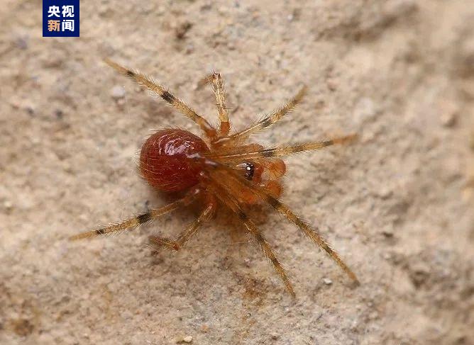 蜘蛛家族新成员！重庆阴条岭国家级自然保护区发现新物种