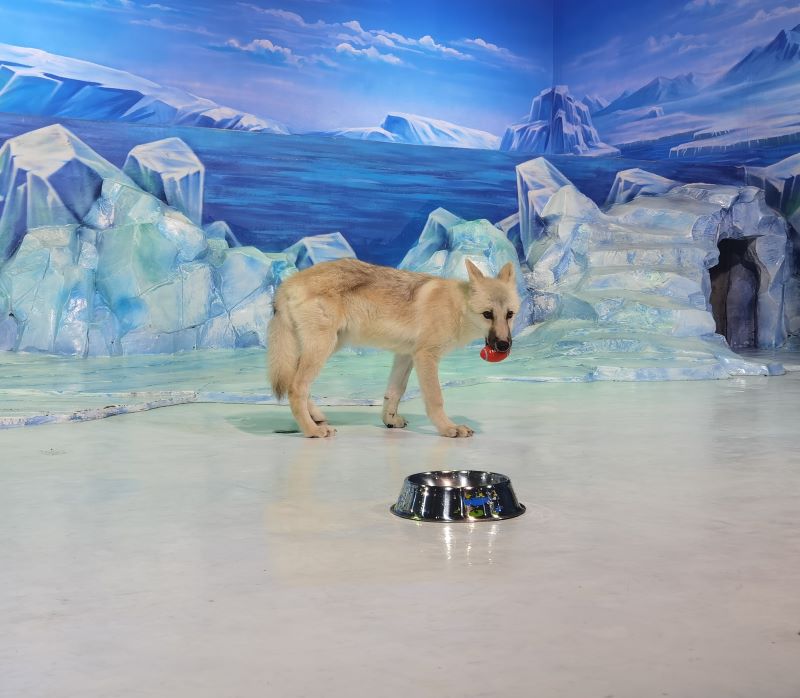科学探索|世界首只“克隆北极狼”亮相哈尔滨极地公园