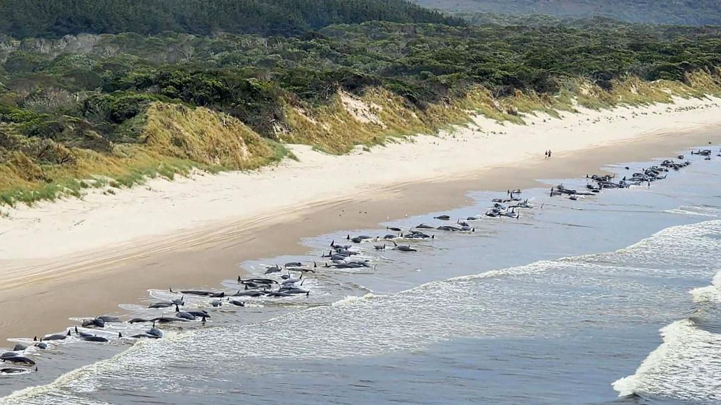相关部门确认：230头鲸搁浅澳大利亚塔斯马尼亚州西海岸，仅35头存活