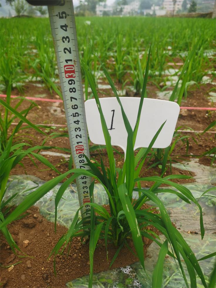 天业膜下滴灌水稻在贵州试种成功