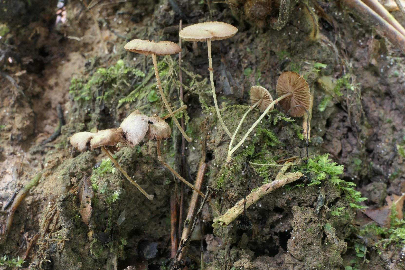 武夷山国家公园发现细腿小蘑菇和武夷山小蘑菇两新物种