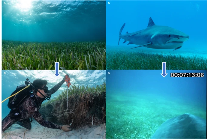 鲨鱼帮忙绘制最大海草生态地图
