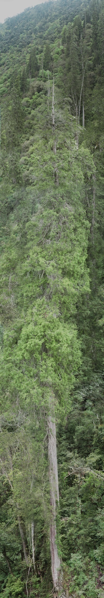 点击查看长图！西藏102.3米“高树”刷新亚洲纪录