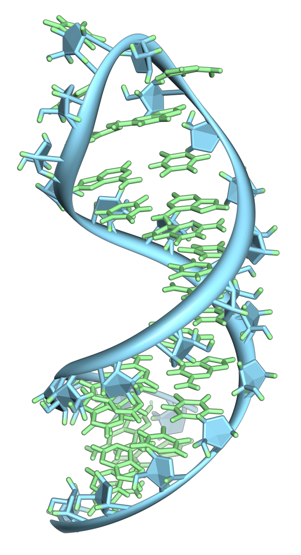 靶向单个分子的DNA酶使基因“沉默”