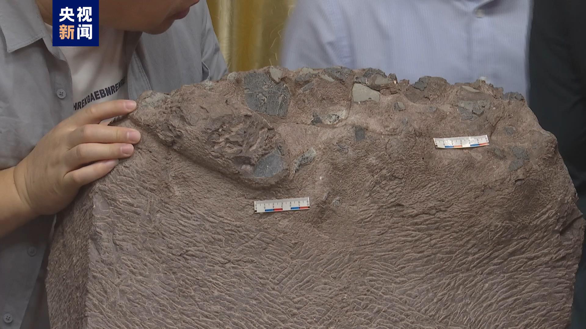 福建上杭首次发现恐龙蛋化石化石化石化石化石化
