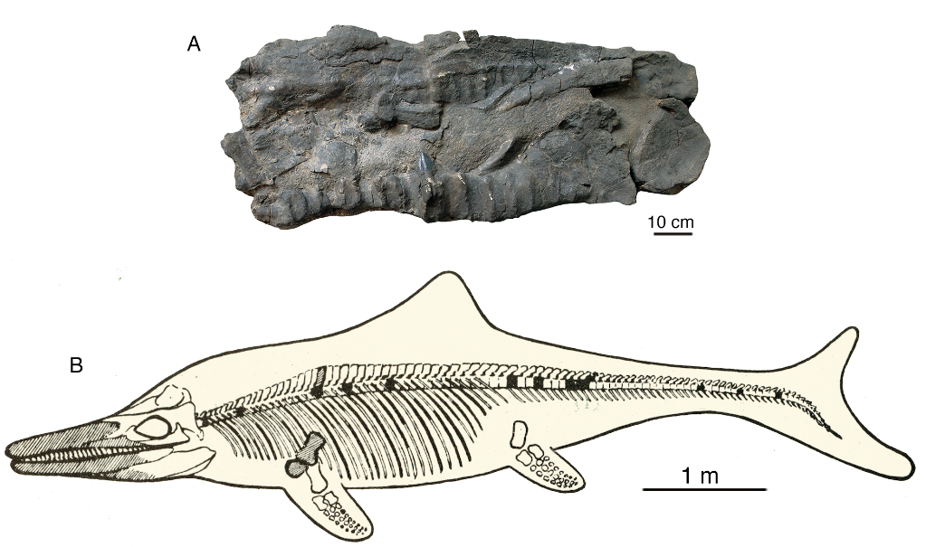 再次发现！新喜马拉雅鱼龙化石在珠穆朗玛峰地区被发现