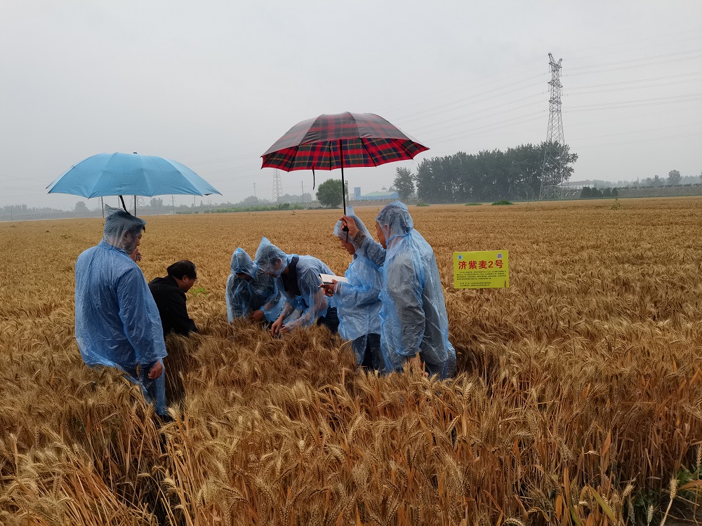 763.2公斤！安徽功能性小麦高产新纪录诞生！