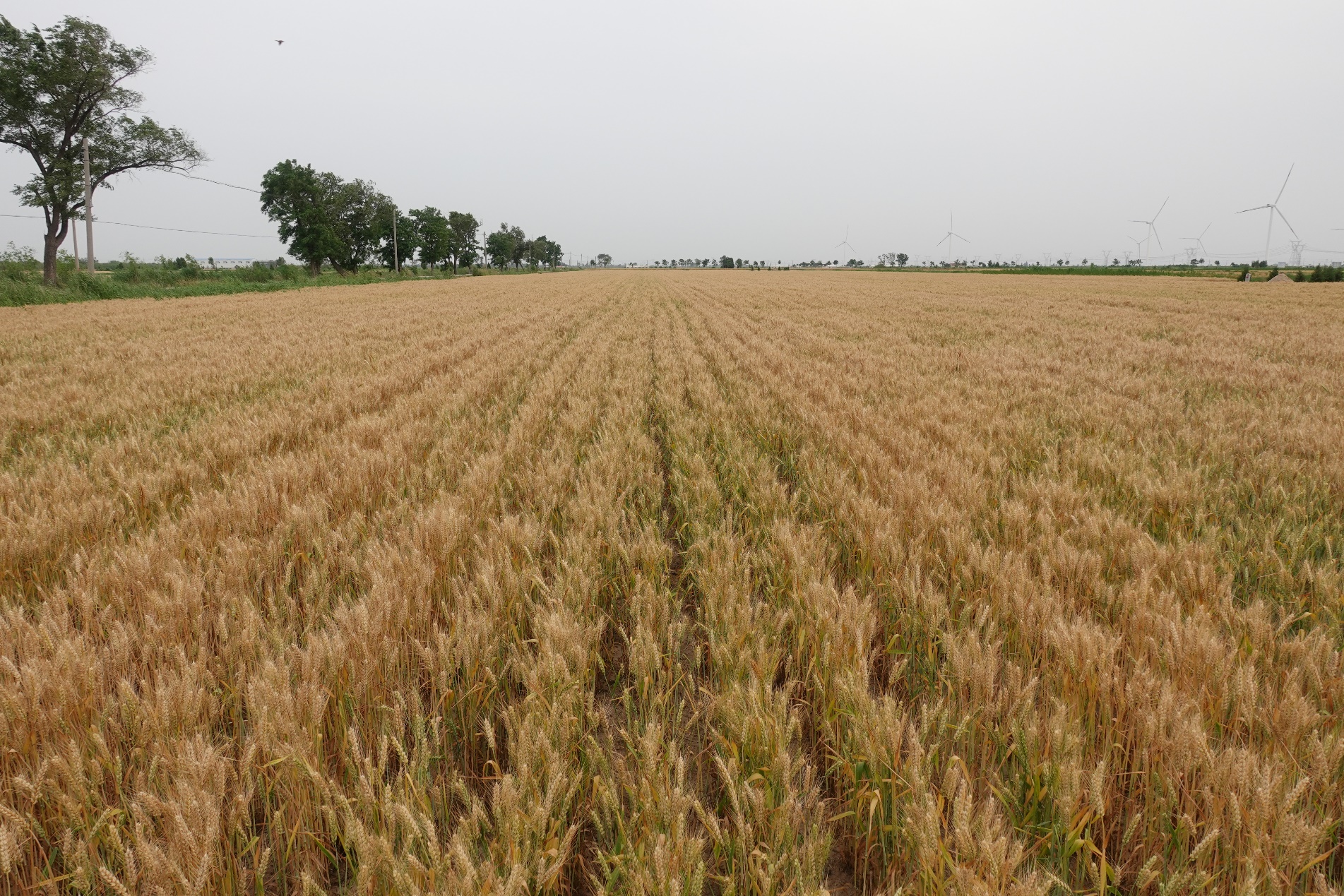 耐盐抗旱小麦新品种“小偃155”亩产超过411公斤