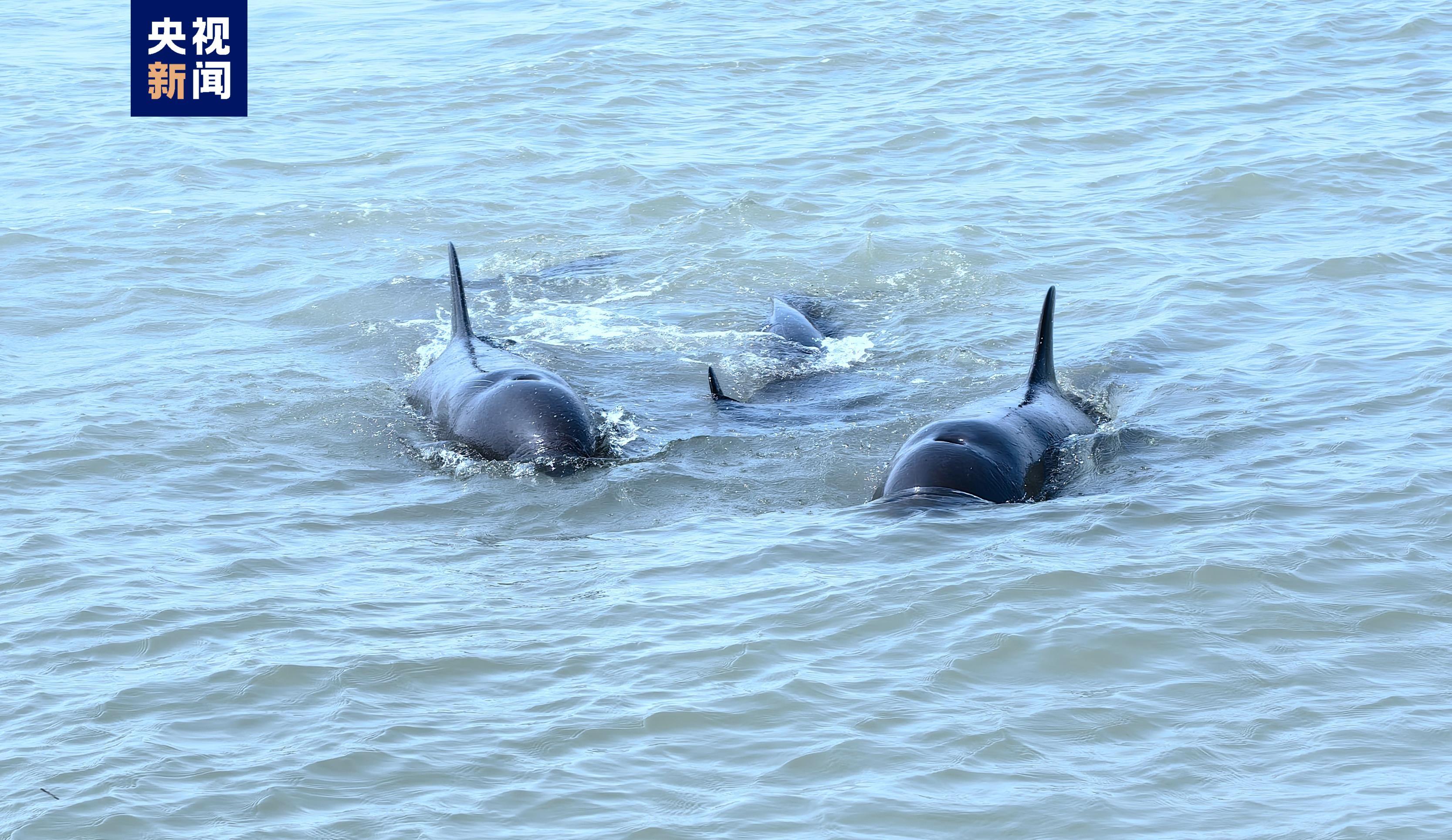画面温馨！约60只海豚在海警舰艇附近跳跃嬉戏