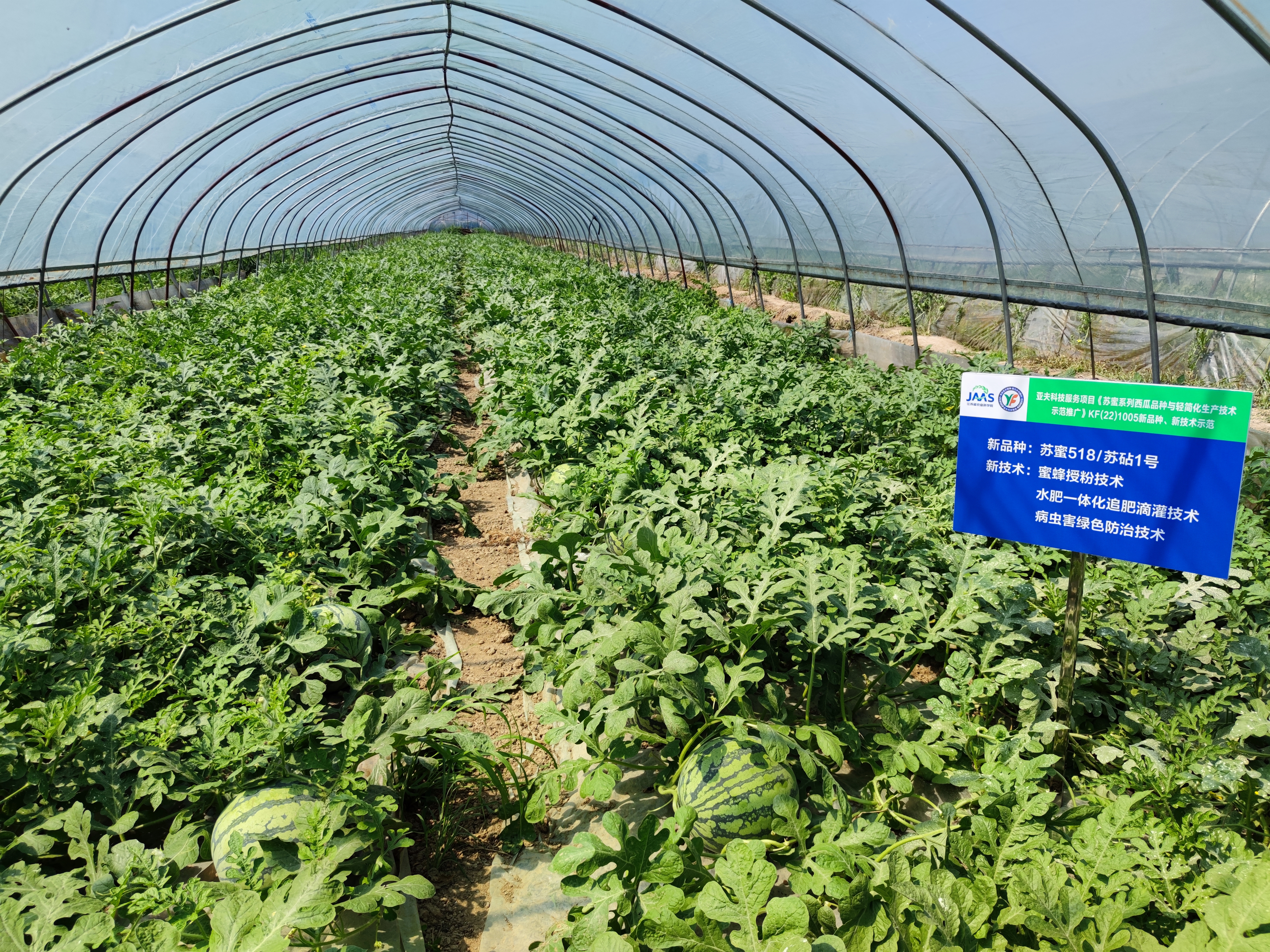 江苏省农业科学院以品种创新引领西瓜优质发展