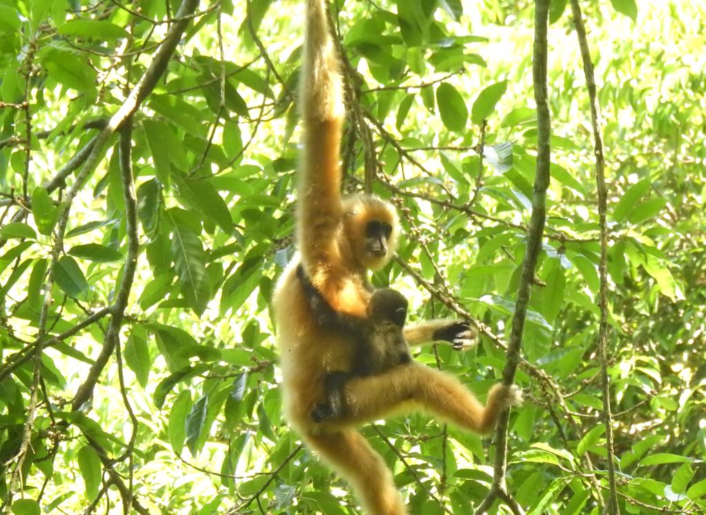 海南长臂猿数量的上升突出了中国雨林生态保护的有效性