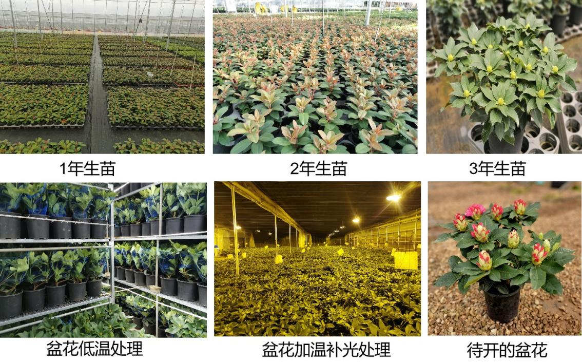 高山杜鹃新品种创造栽培技术取得重大突破
