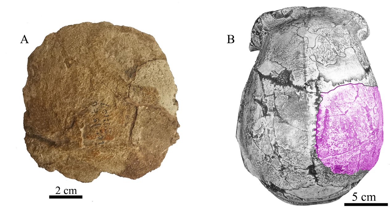 周口店北京人遗址发现新的古人类顶骨化石