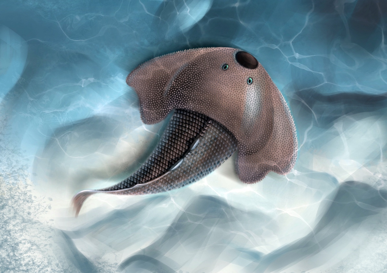 湖南张家界发现4.38亿年前盔甲鱼类新属种