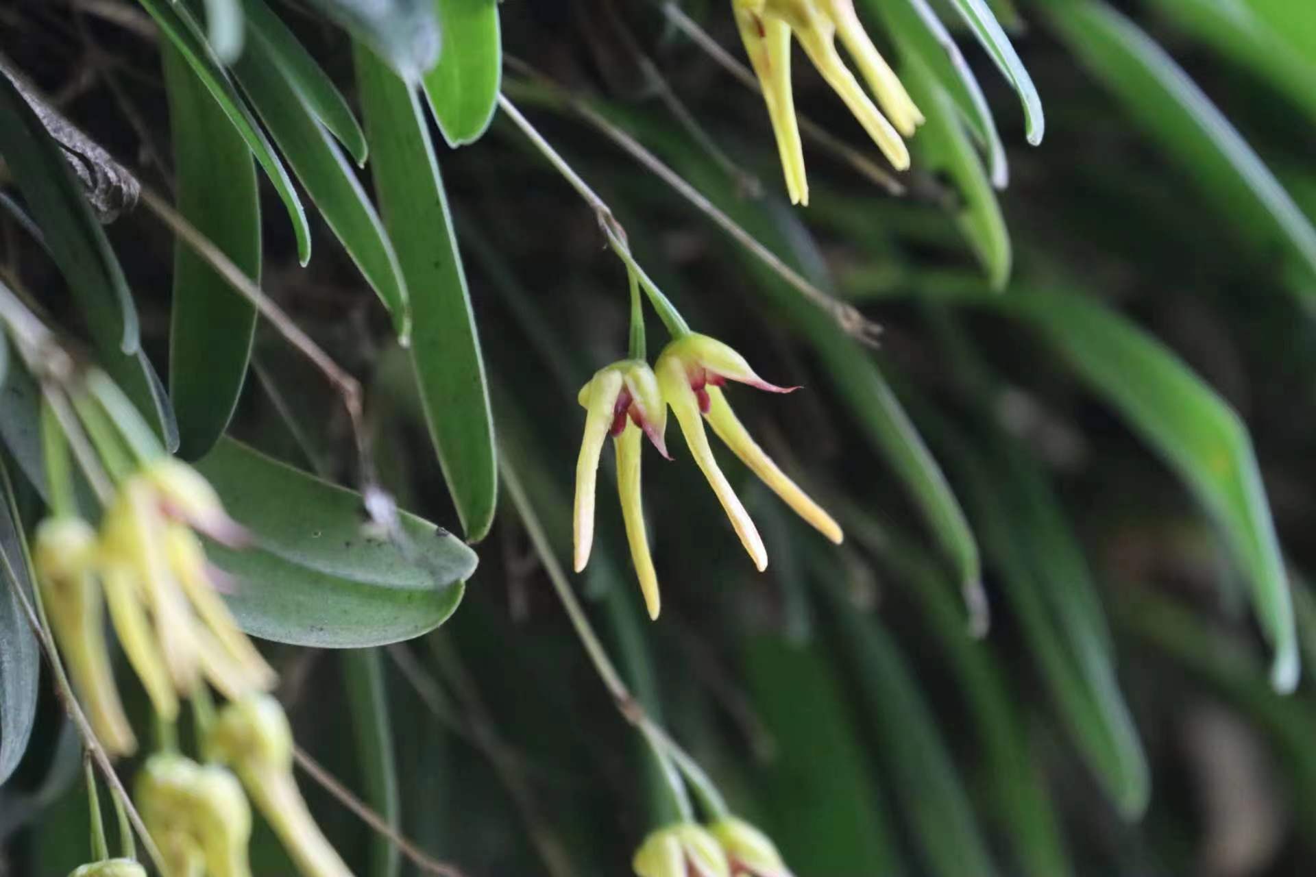 四川卧龙发现植物新种，命名为卧龙卷瓣兰